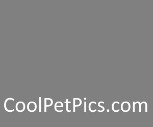 Cute Pet Pics